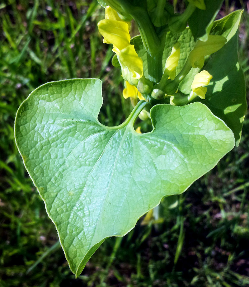 Aristolochia clematitis #52917