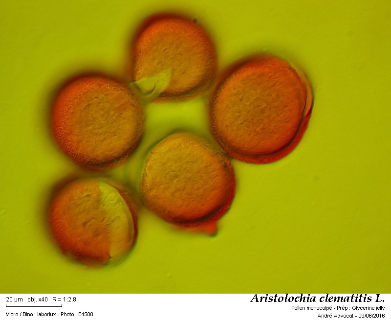 Aristolochia clematitis L. #45612