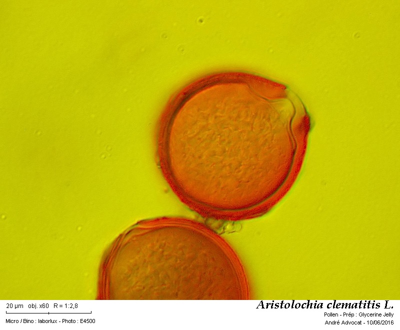 Aristolochia clematitis L. #45615