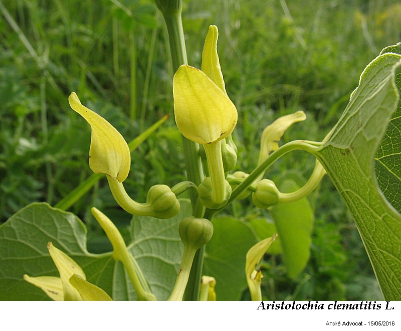 Aristolochia clematitis L. #45611