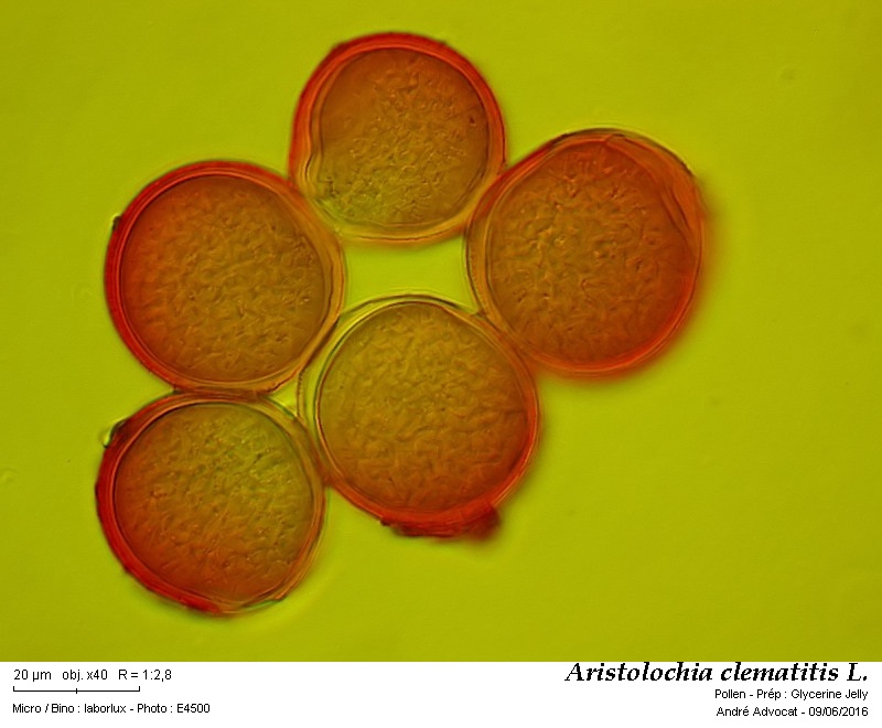 Aristolochia clematitis L. #45613