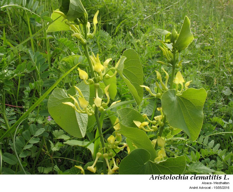 Aristolochia clematitis L. #45610