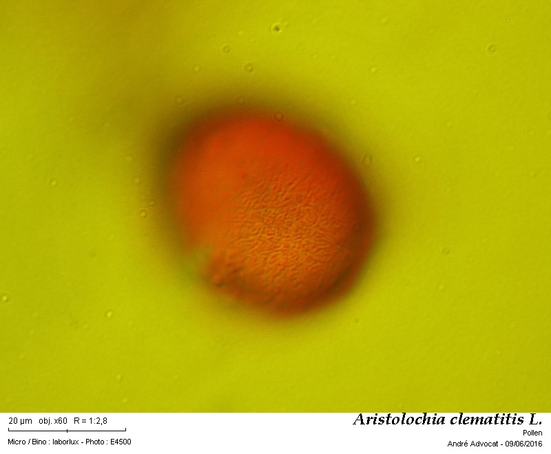 Aristolochia clematitis L. #45614