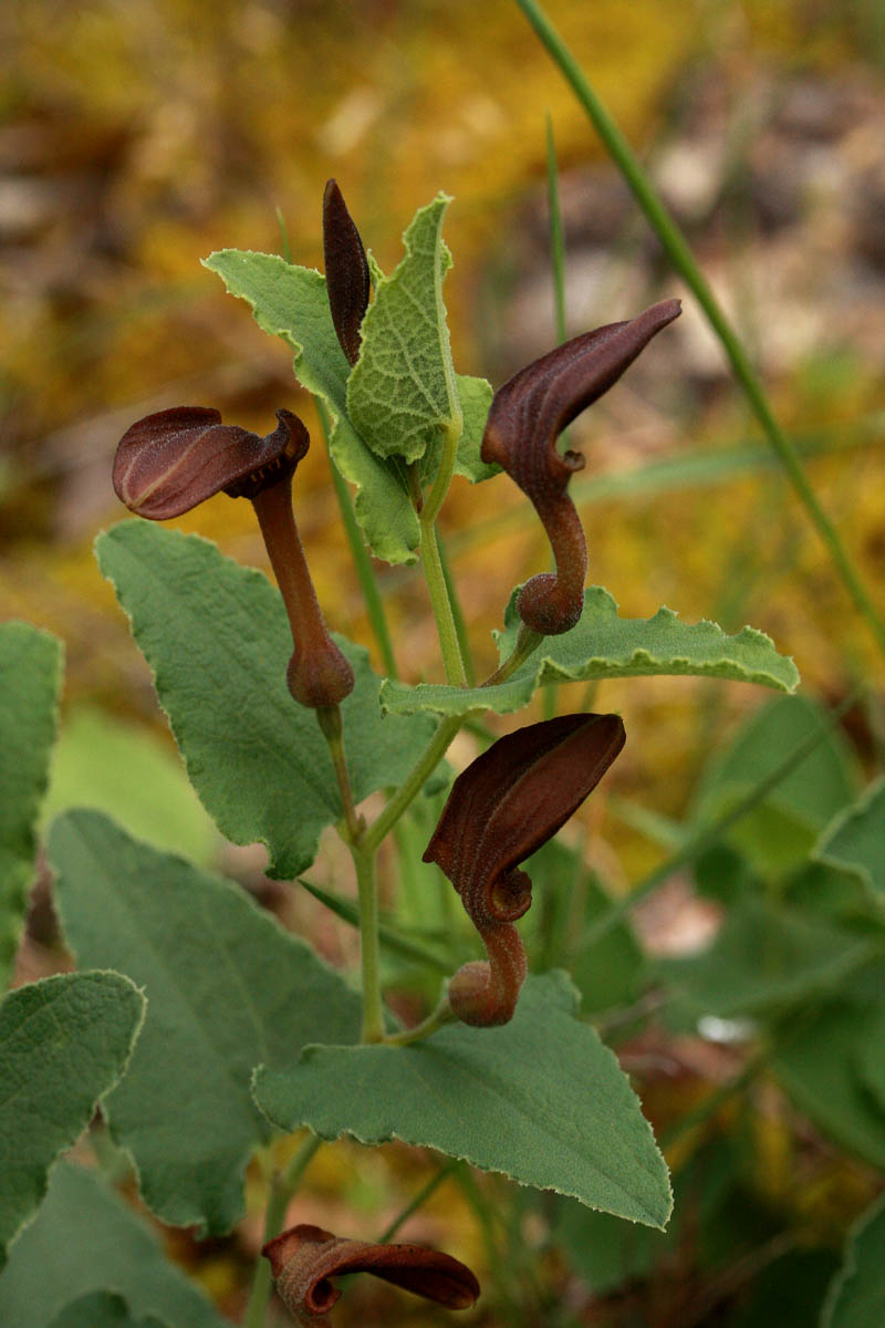 Aristolochia pistolochia L. #54868