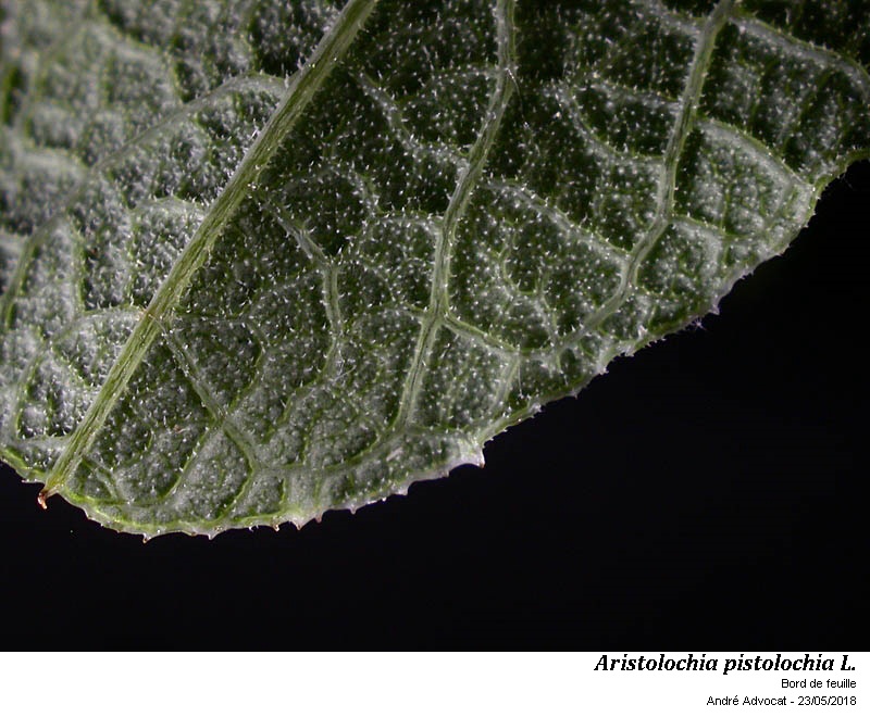 Aristolochia pistolochia L. #54869