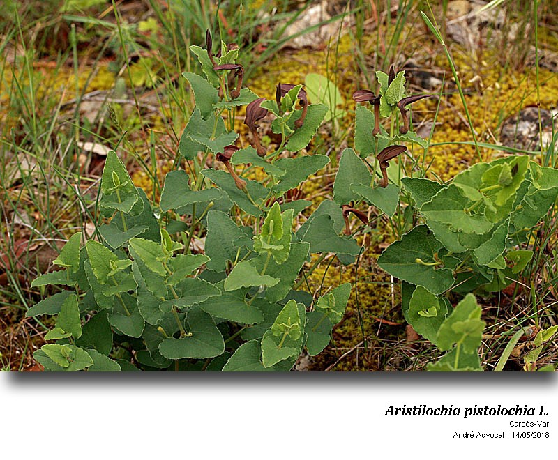 Aristolochia pistolochia L. #54867