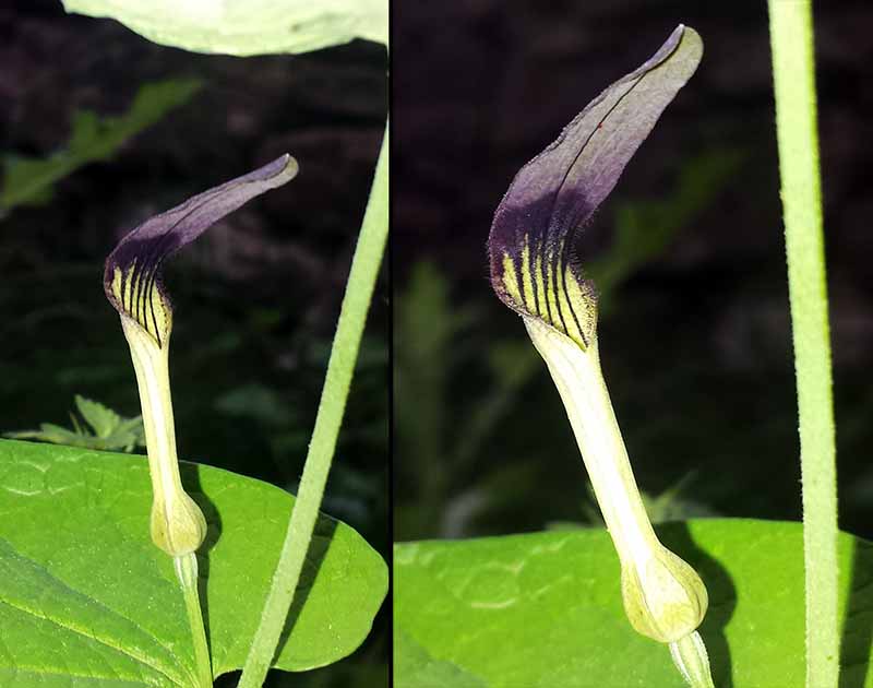 Aristolochia rotunda #49458