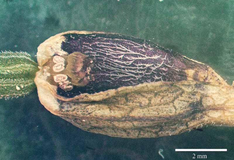 Aristolochia rotunda #49459