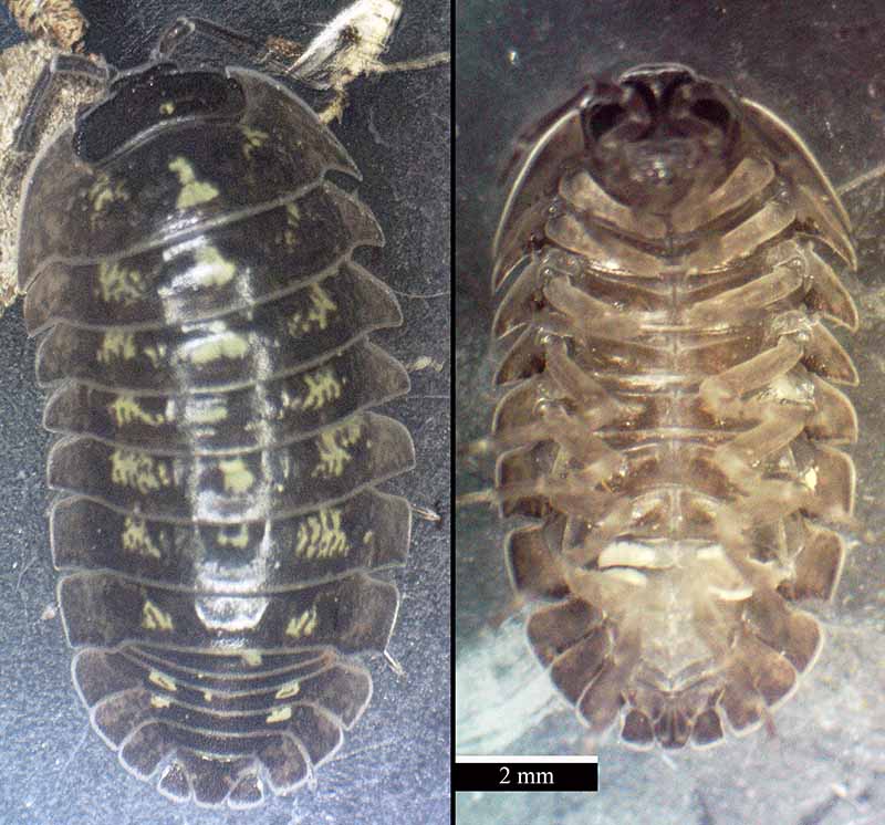 Armadillidium depressum Brandt, 1833 #46467