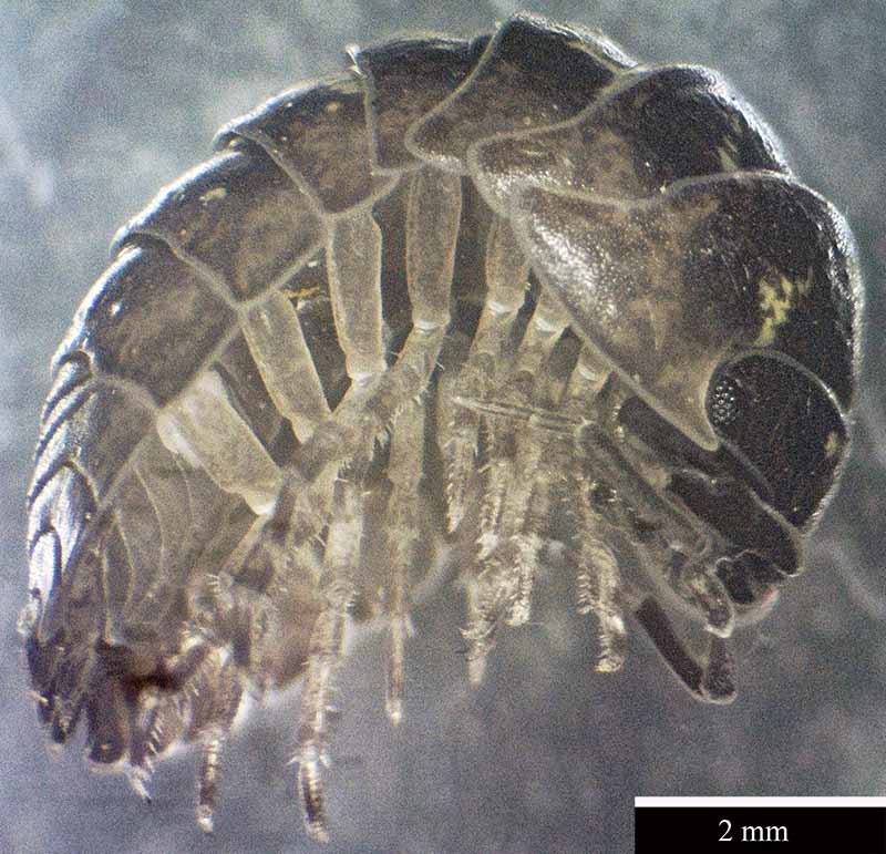 Armadillidium depressum Brandt, 1833 #46468