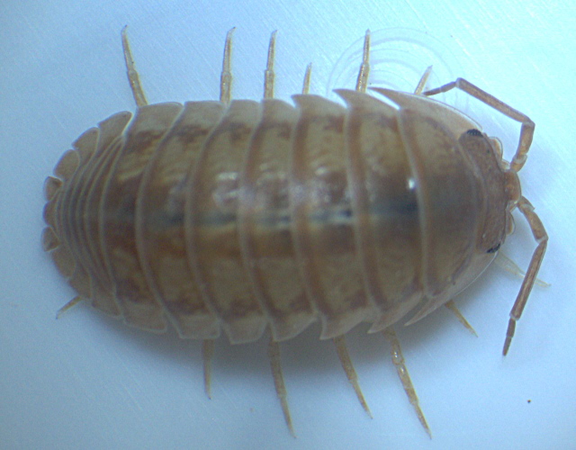 Armadillidium nasatum - Armadillidiidae - Cloporte #3621