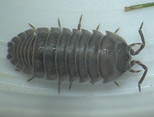 Armadillidium nasatum gris - Armadillidiidae - Cloporte #3622