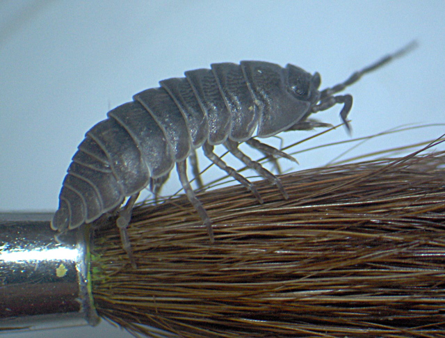 Armadillidium nasatum gris - Armadillidiidae - Cloporte #3623