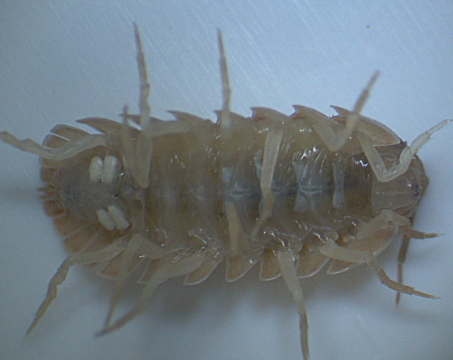 Armadillidium nasatum - Armadillidiidae - Cloporte #3620