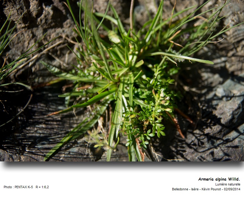 Armeria alpina Willd. #38798