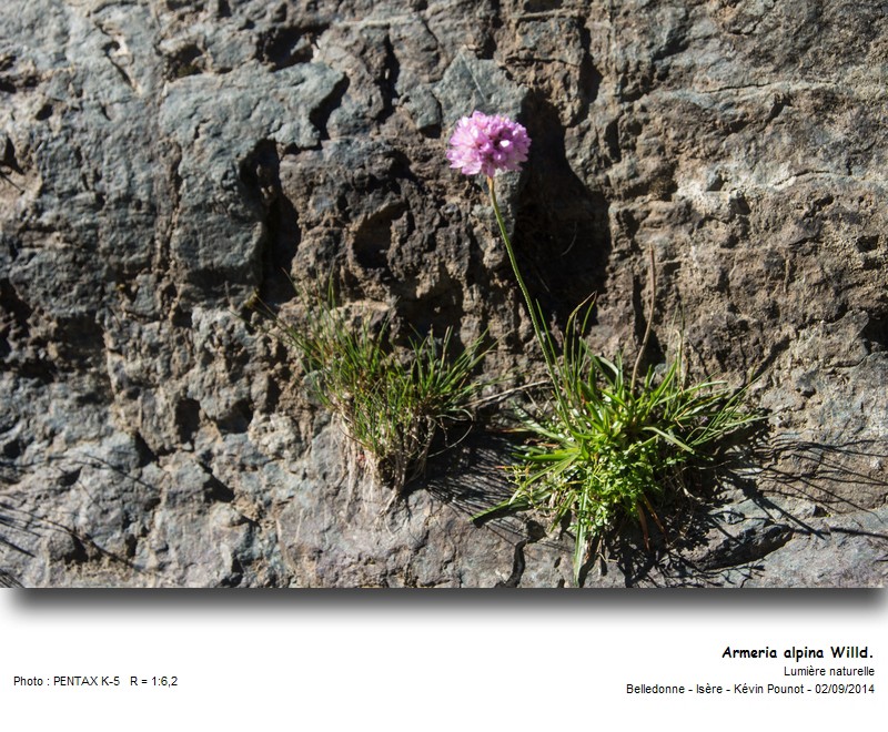 Armeria alpina Willd. #38796