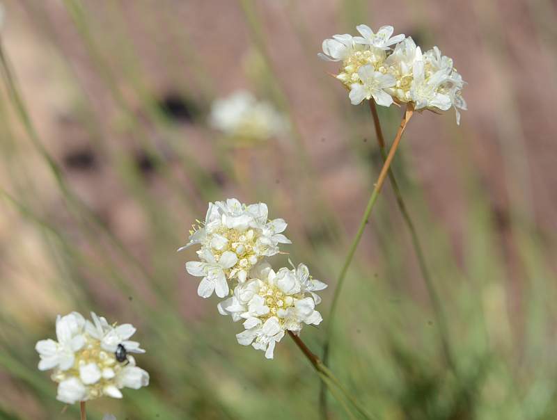Armeria arenaria subsp. pradetensis Médail, Baumel&Auda 2009 #45252