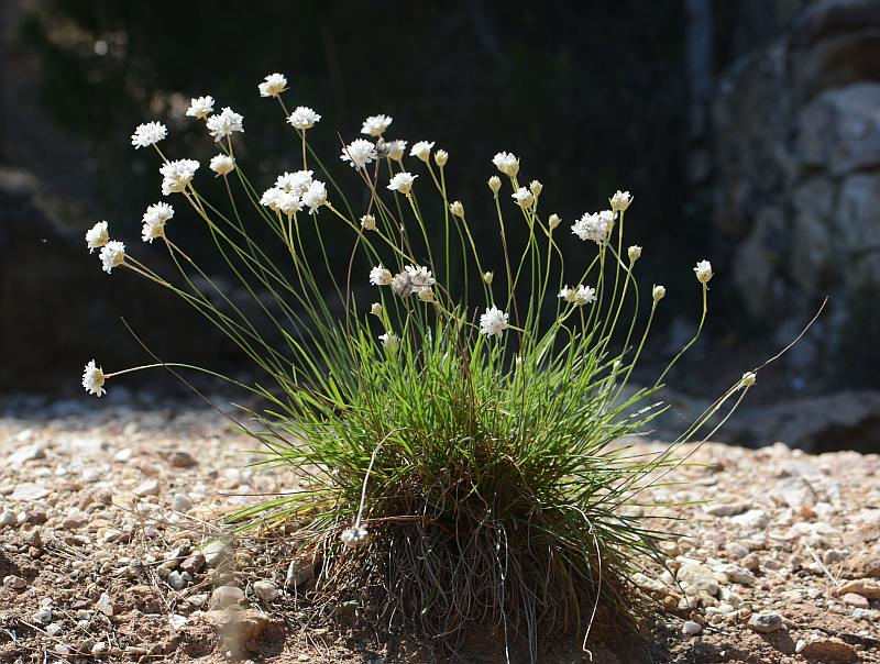 Armeria arenaria subsp. pradetensis Médail, Baumel&Auda 2009 #45248