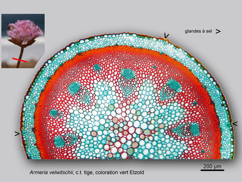 Armeria velwitschii, histologie, histology. #22513