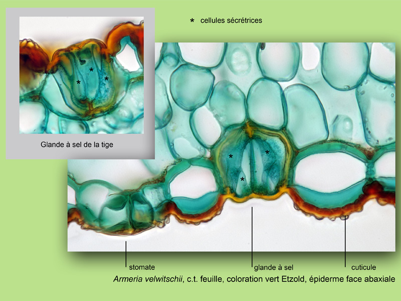 Armeria velwitschii, histologie, histology. #22514