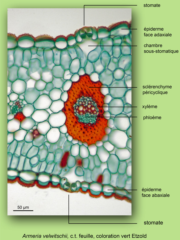 Armeria velwitschii, histologie, histology. #22515