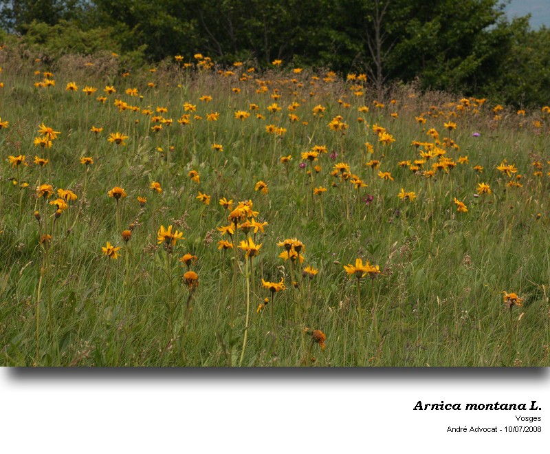 Arnica montana L. #50374