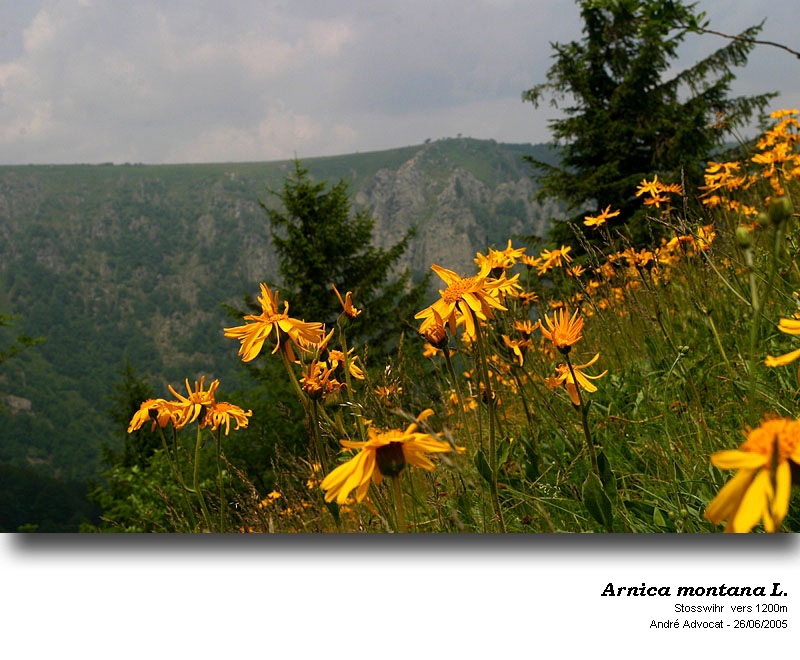 Arnica montana L. #50370