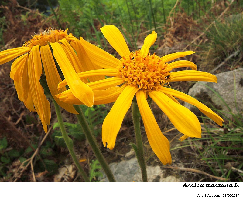 Arnica montana L. #50373