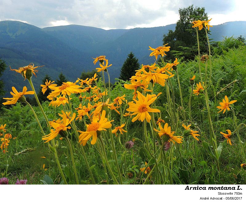 Arnica montana L. #50369