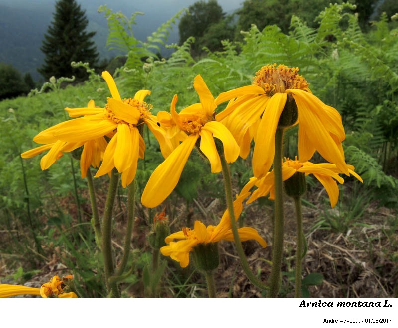 Arnica montana L. #50375