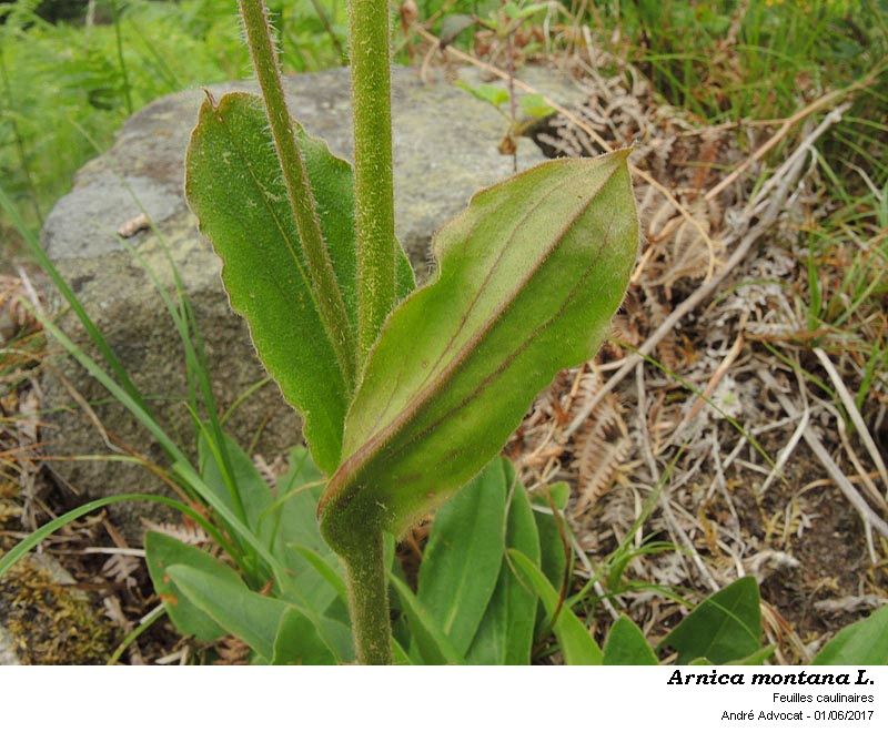 Arnica montana L. #50372