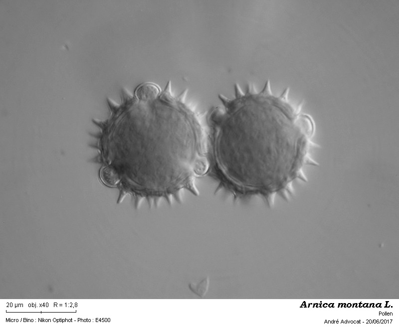 Arnica montana L. #50377