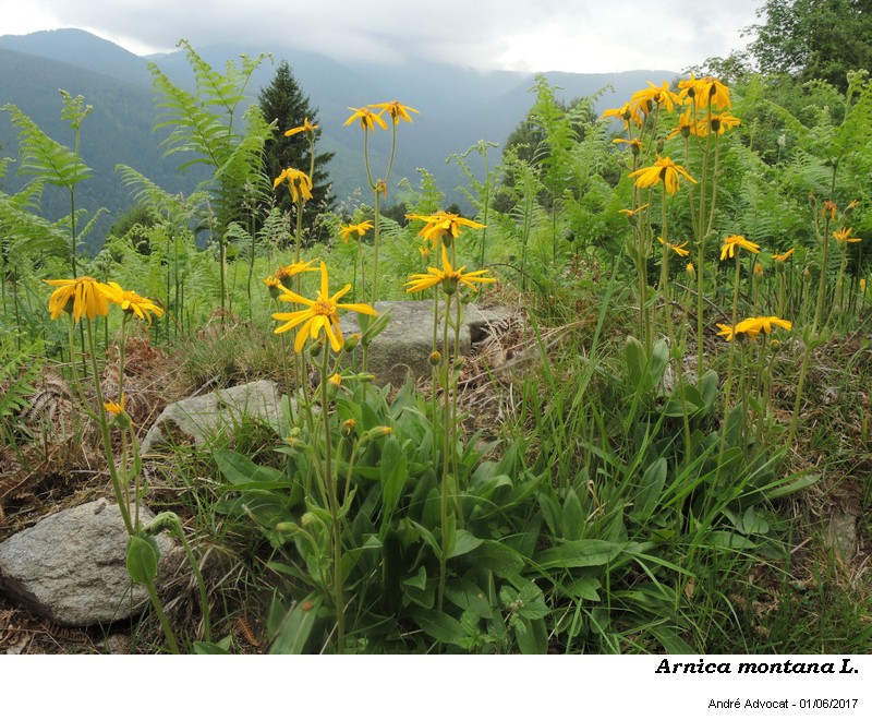 Arnica montana L. #50371
