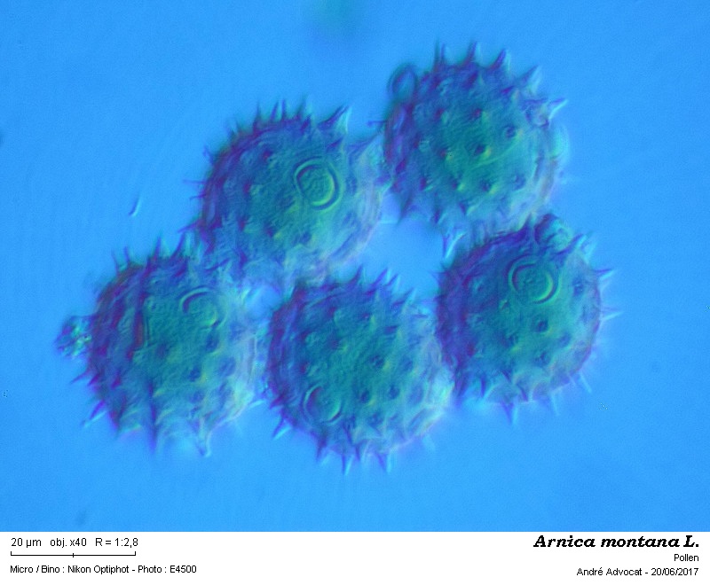 Arnica montana L. #50378