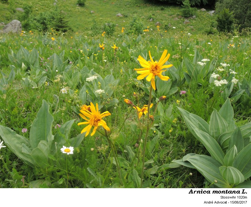 Arnica montana L. #50368