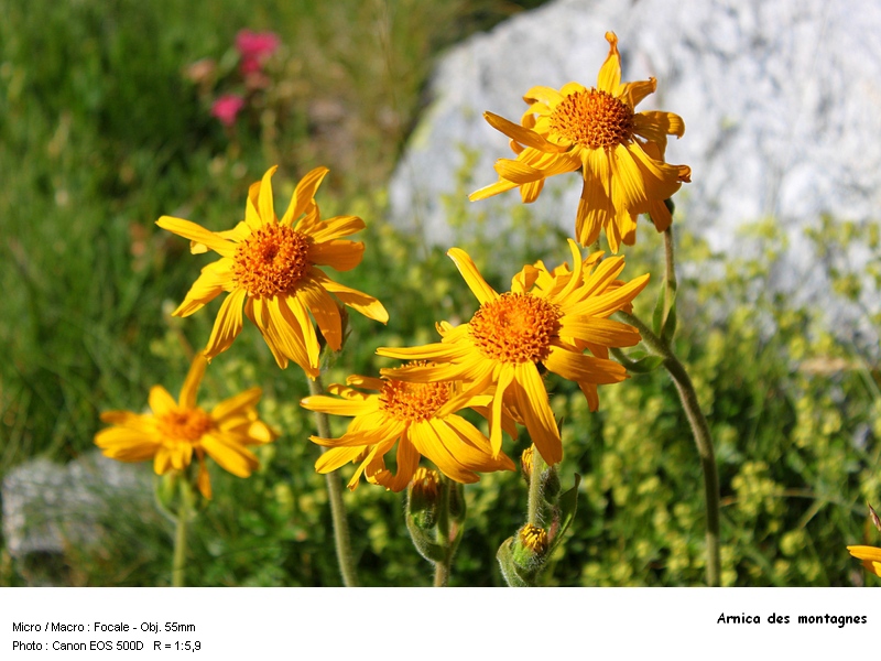 Arnica montana L. 1753 #17283