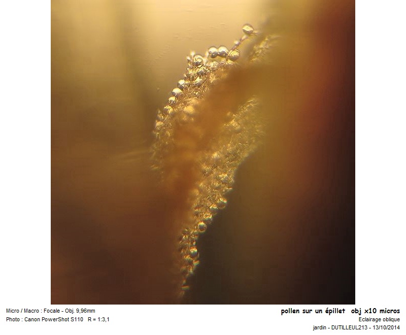 Arrhenatherum Elatius - Avoine élevée #39454