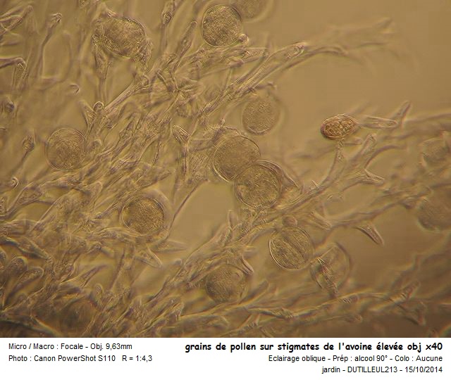Arrhenatherum Elatius - Avoine élevée #39455