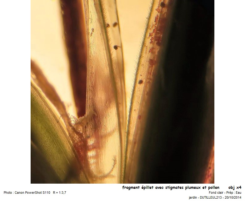 Arrhenatherum Elatius - Avoine élevée #39453