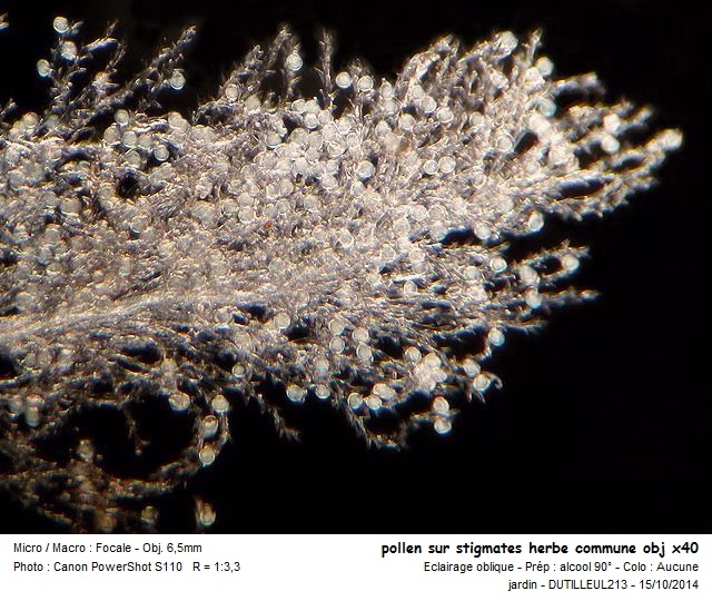 Arrhenatherum Elatius - Avoine élevée #39452