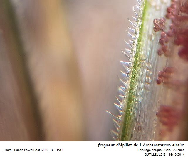 Arrhenatherum Elatius - Avoine élevée #39447