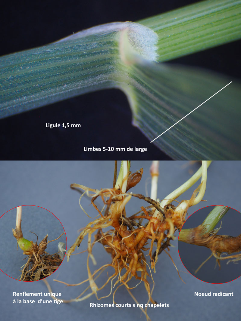 Arrhenatherum elatius : repousses d été #60068
