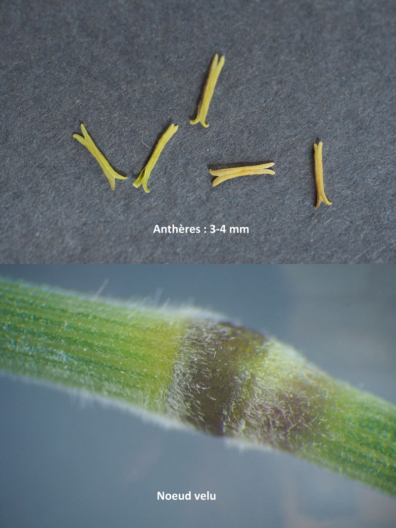 Arrhenatherum elatius : repousses d été #60067