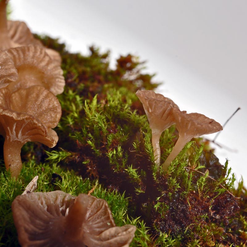 Arrhenia rickenii #48799