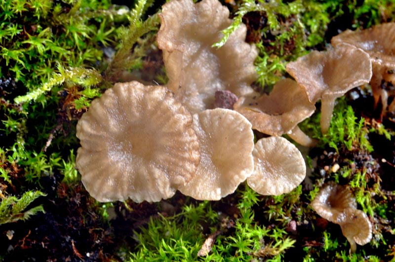 Arrhenia rickenii #48802