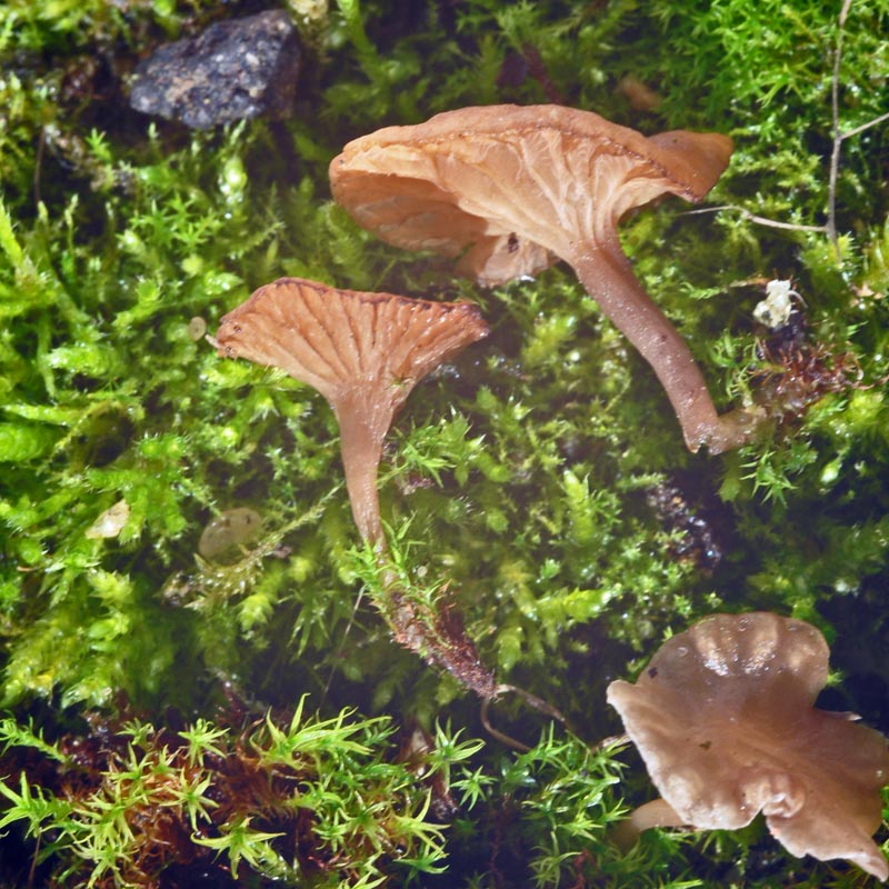 Arrhenia rickenii #48797