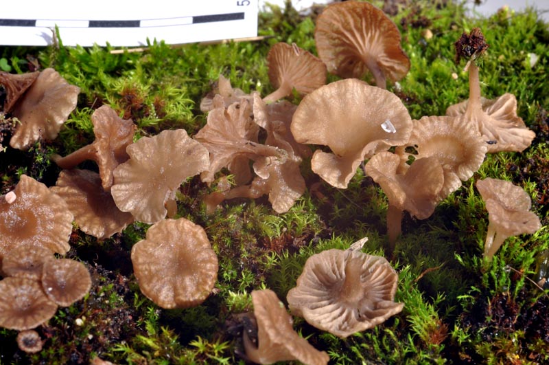 Arrhenia rickenii #48796