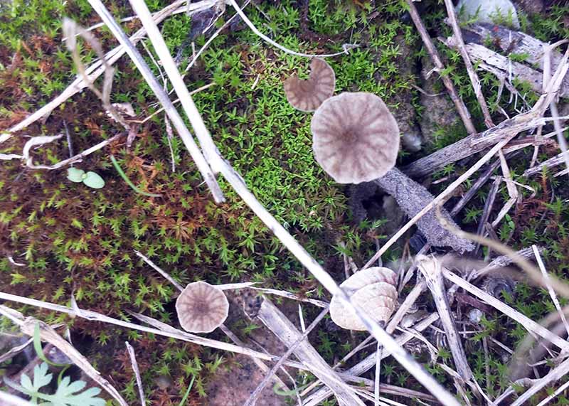Arrhenia rickenii #48790