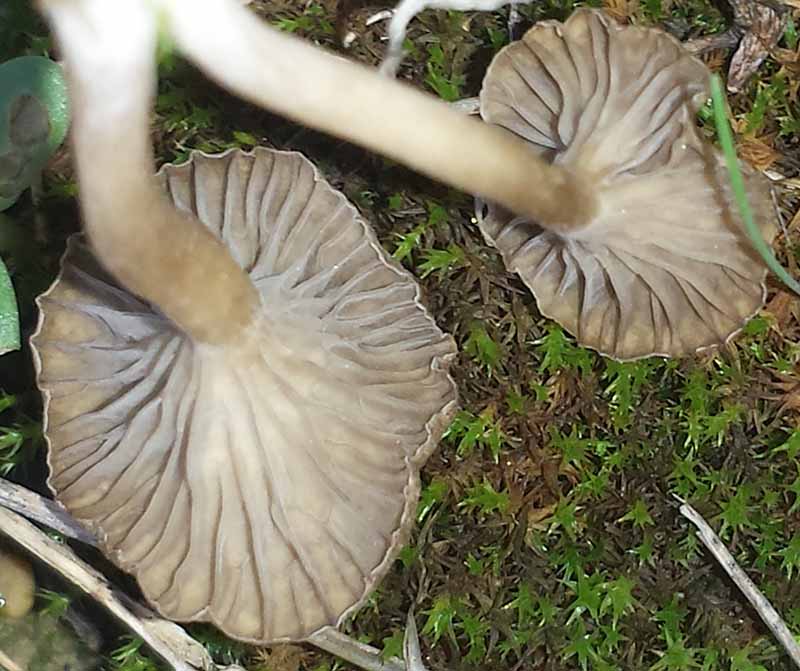 Arrhenia rickenii #48793