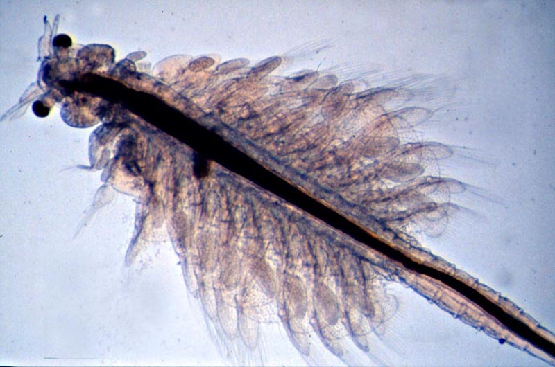 Artemia salina (Linnaeus, 1758) #59203
